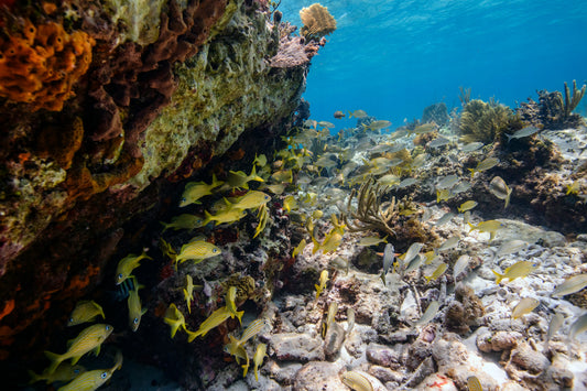 Saving Andros: Why Protecting This Bahamian Treasure Matters