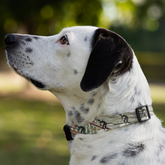 Dog Collar with surfers on palms