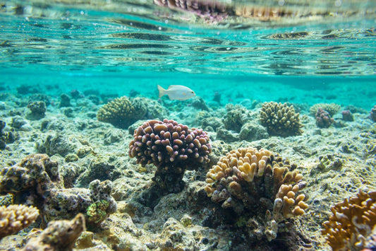 The Andros Barrier Reef: A Vital Marine Ecosystem