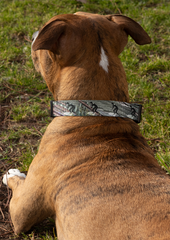 Dog Collar with surfers on palms