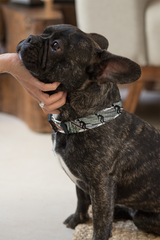 Pet Collar with surfers on palms